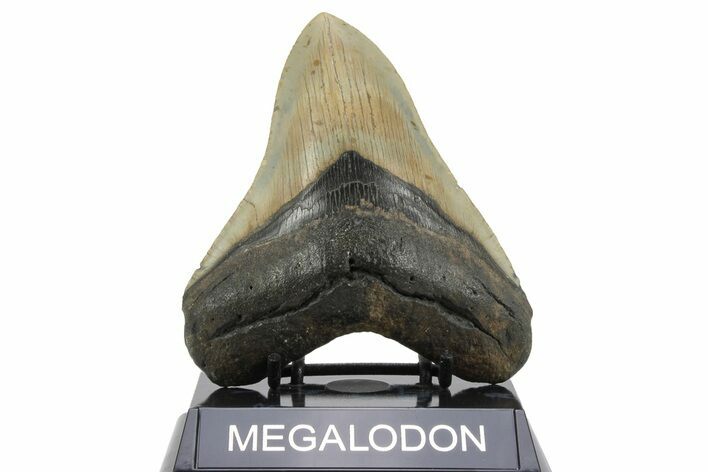 Serrated, Fossil Megalodon Tooth - North Carolina #236764